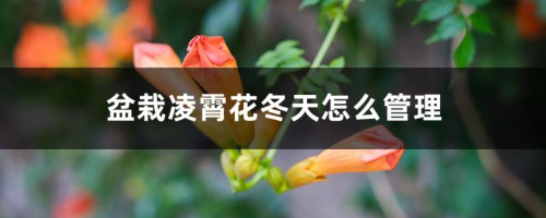 盆栽凌霄花冬天怎么管理，冬季最低温度