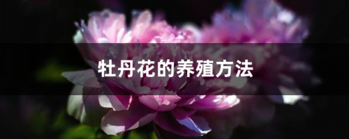 牡丹花的养殖方法