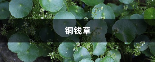 他家的铜钱草竟能养成瀑布，叶子比8个硬币还大，每年丢掉几十斤！