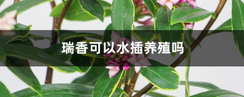 瑞香可以水插养殖吗