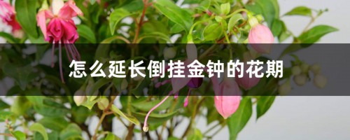 怎么延长倒挂金钟的花期